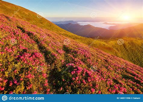 Beautiful View Of Pink Rhododendron Rue Flowers Blooming On Mountain