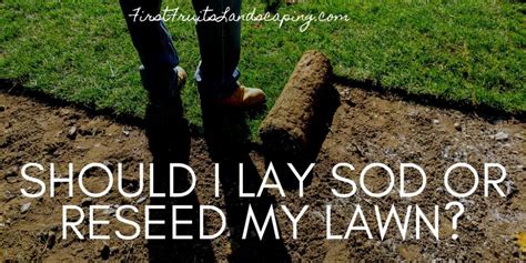 Ensure that the lawn i even before laying sod. Should I Lay Sod or Reseed My Lawn in 2020 | Lawn, Healthy ...