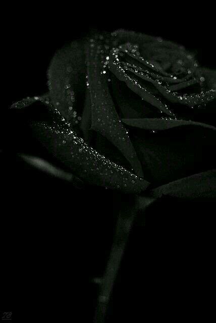 Pin By Zosia On Roses Black Aesthetic Wallpaper Black Rose Black
