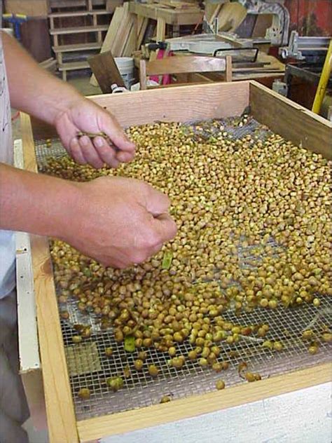 Pea/bean inoculant is a bacteria that aids in fixing nitrogen for the root system of legumes and doesn't really play a role in germination. Bean and Pea Sheller | The Cotton Man