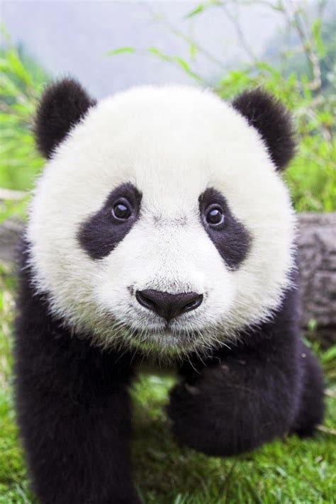 Cute Panda Baby Panda Bears Panda Bear Cute Panda