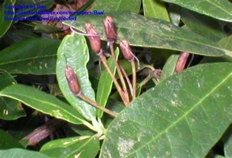 For general growing purposes growing begonias as houseplants. PlantFiles Pictures: Rhododendron Species, Pontic ...