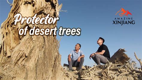 Man Dedicates 40 Years To Protecting Desert Trees Cgtn