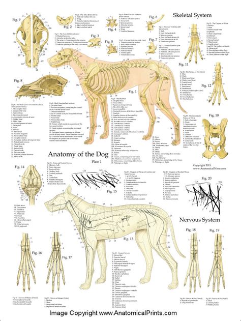 Dog Anatomy Chart