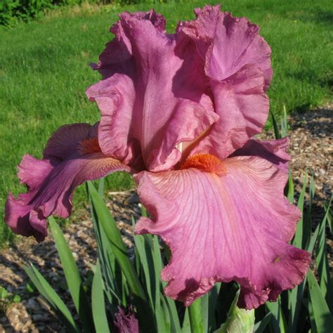 Iris Ramblin Rose Iris Rose Rhizome