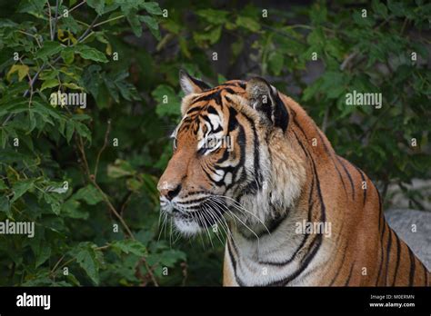 Close Up Side Portrait Of Indochinese Tiger Stock Photo Alamy