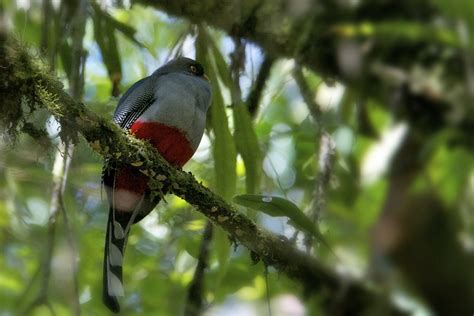 There are millions of species of animals, birds, and insects known to man. Hispaniolan trogon - Wikipedia