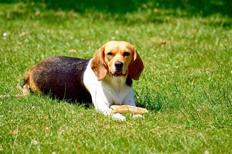 Beagle Dog Breed Information Facts And Pictures Dog Lover India