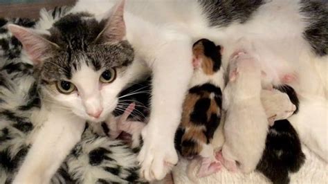 Rescue Pregnant Cat Give Birth 6 Precious Feisty Kittens Pregnant Cat