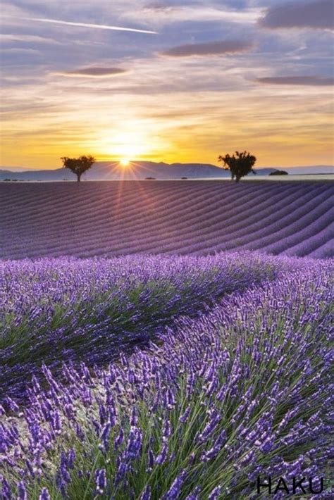 Cánh Đồng Hoa Oải Hương Lavender Ở Pháp Đẹp Mộng Mơ Haku Farm