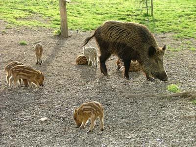 Animals in Italy: Italian Wildlife in Maremma