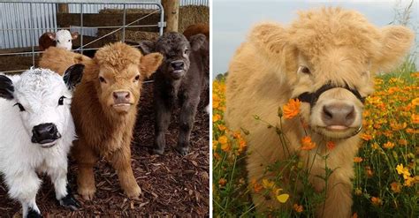 Our miniature cows are as small as 32 inches tall. You Can Now Own A Fluffy Mini Cow And They're Probably The ...