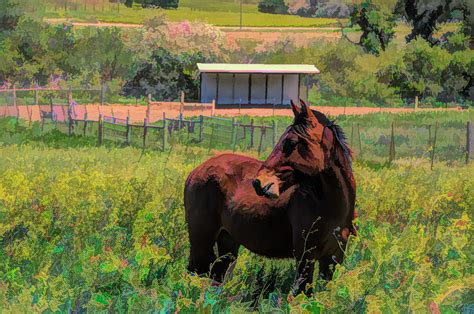 Return To Freedom Wild Horse In The Wild Flowers Photograph By Barbara