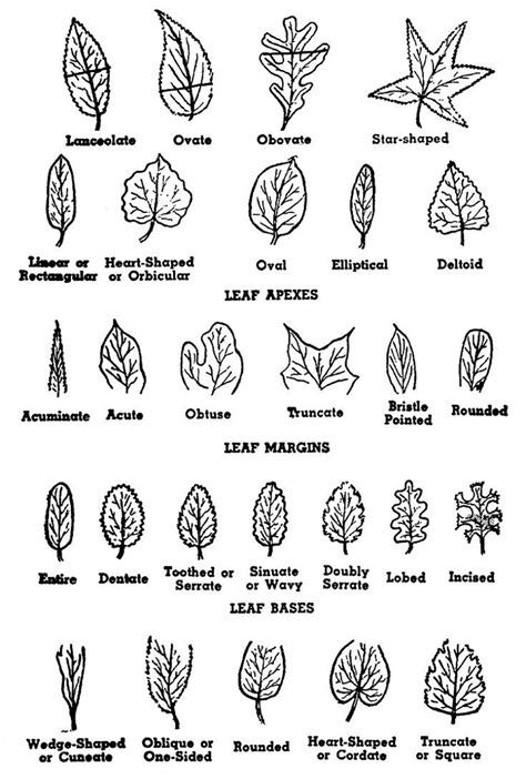 How To Identify A Tree By Its Leaves Flowers Or Bark Tree