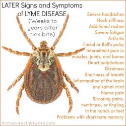 Early Diagnosis Of Lyme Disease Recognize Disease
