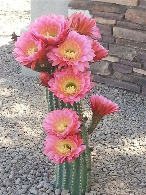 Cactus Blooms In Tucson Arizona Desert Flowers Cactus Flowers Desert
