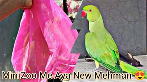 Minizoo Me Aya New Mehman😍 Finally Hamara Ringneck Parrot Agaya💖
