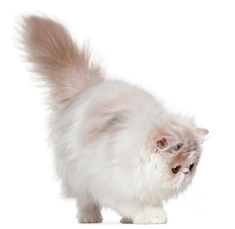 Free Download White Persian Cat Images Desktop Background Hd Wallpaper