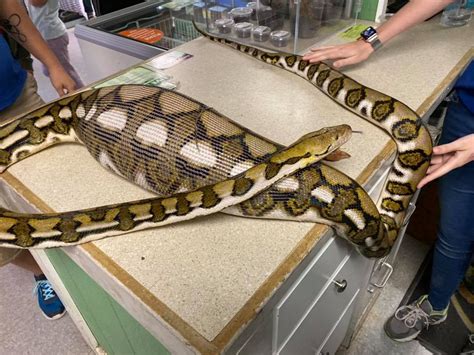 Indonesian Woman Suffocated And Swallowed Whole By Foot Python At