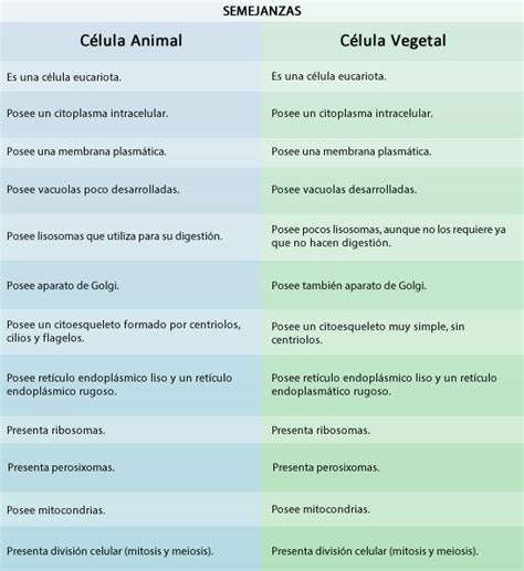 Las Diferencias Entre La Celula Animal Y Vegetal