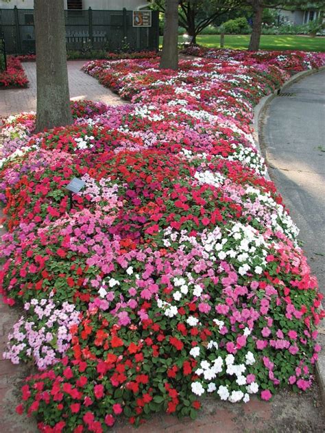 Top 10 Plants For Successful Underplanting Impatiens Flowers Flower