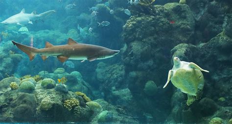 Habitats The Florida Aquarium