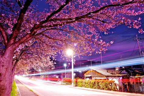 The yoshino cherry is a variety developed in tokyo. Japan Cherry Blossom Wallpapers - Top Free Japan Cherry Blossom Backgrounds - WallpaperAccess