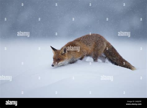 Rotfuchs Im Winter Vulpes Vulpes Stock Photo Alamy