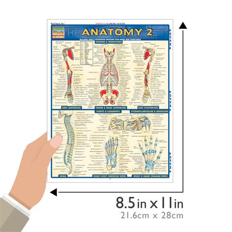 Quickstudy Anatomy 2 Laminated Study Guide 9781572228566