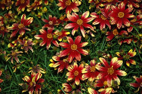 Ideal for cutting, perennial or wildflower gardens. Route 66 Tickseed (Coreopsis verticillata 'Route 66') in ...