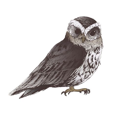 Illustration Drawing Style Of Owl Download Free Vectors Clipart