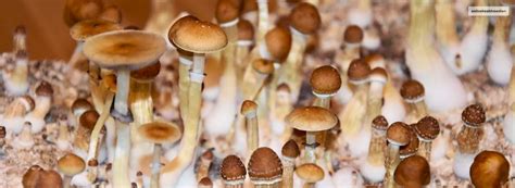 How Long Do Shrooms Stay In Your System Ohm