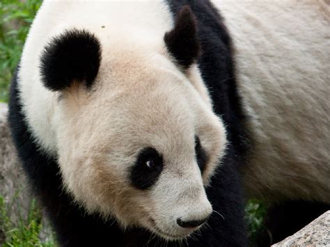 Vienna Schonbrunn Zoo Austria Giant Panda Close 393 World All Details