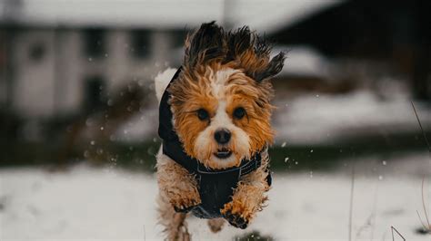 Download Wallpaper 1920x1080 Dog Puppy Funny Snow Full