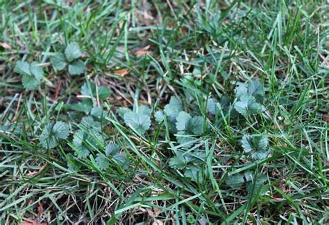 How To Kill Wild Strawberries Step By Step Guide