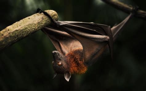 Bat Animal Wallpapers Wallpaper Cave