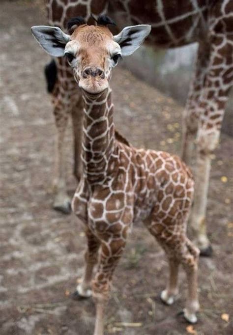 Bébé Giraffe By Christian Beck On 500px Cute Baby Animals Cute