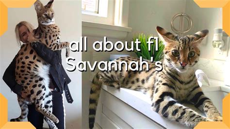 Savannah Cat The Most Expensive Pet In The World Largest Cat Breed