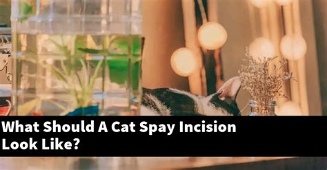 What Should A Cat Spay Incision Look Like Explained
