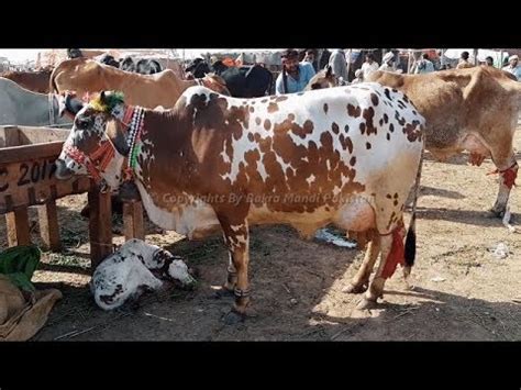 Our marketing sales office is the netherlands. Sahiwal Cow in Cow Mandi 2018 for Sale in Maweshi Mandi ...