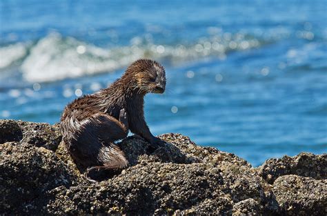 Marine Otter Lontra Felina Near Ancud Chiloe Chile Flickr