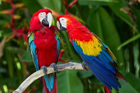 Animais em Extinção na Floresta Amazônica Toda Matéria