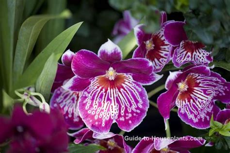 Pansy Orchid Care Tips Miltoniopsis Orchid Hybrids