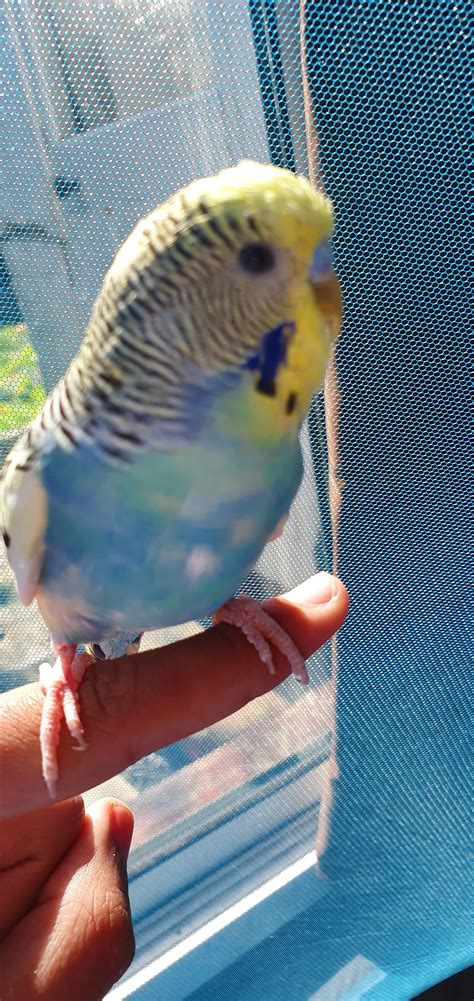 First Time My Budgie Cookie Stepped Up And Trusted Me Aww