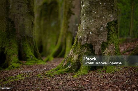 Mystical Woods Natural Green Moss On The Old Oak Tree Roots Natural