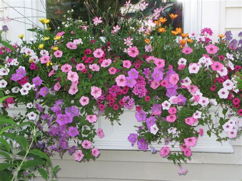 Window box 101 10 photos add views of gorgeous spring greenery inside and outside your windows with these simple window box planter tips. Summer Splendor | Flower pot design, Gorgeous window boxes ...