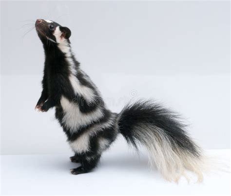 Spotted Skunk Standing Up On White Background Stock Image Image Of