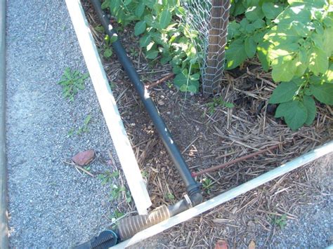The first noticeable sign of waterstress in a citrus tree is leaf curling. Forum: Irrigating Fruit Trees