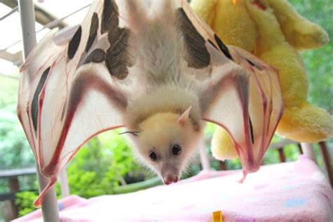 Rare White Fruit Bat Recovering After Rescue Cute Bat Fruit Bat