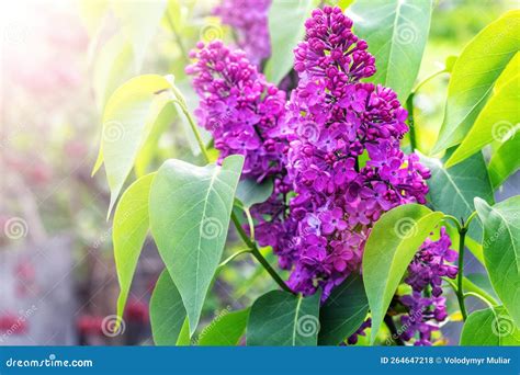 Lilacs Are Blooming Purple Lilac Flowers On A Bush In Sunlight Stock